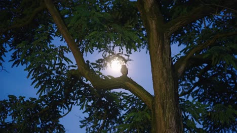 Little-Owl-Perched-Climbing-Up-Tree-Branch-On-Moonlit-Sky