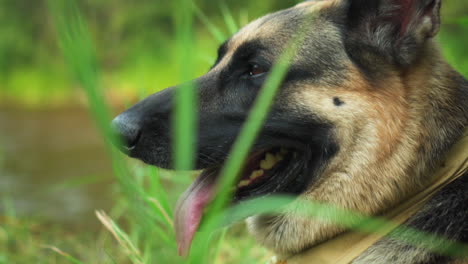 German-Shepherd-dog-lying-in-tall-grass-panting,-close-up-headshot