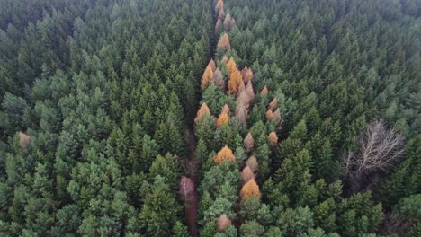 Aerial-view-of-forest-on-a-cloudy-day