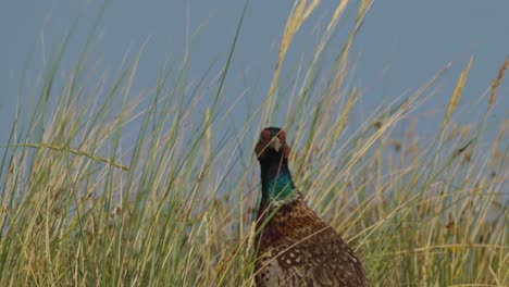 Bird-watching-of-a-male-common-pheasant-static-among-tall-grasses
