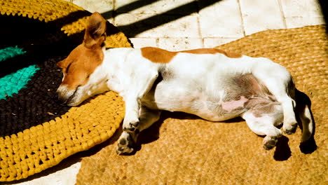 Jack-Russell-puppy-basking-in-morning-sun-on-mat-indoors
