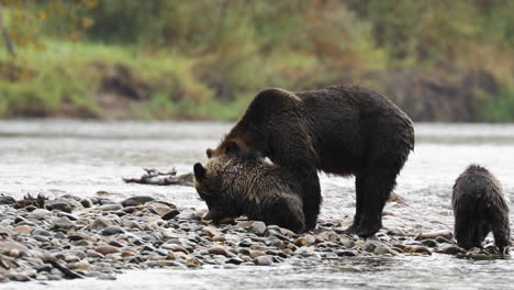 Grizzly-Bear-Mother-With-Two-Cubs-Eating-Fish-On-The-Rocks-At-Great-Bear-Rain-Forest-In-British-Columbia,-Canada
