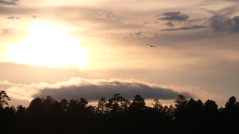 Ein-Fischadler-Kreuzt-Vor-Dem-Bildschirm,-Der-An-Der-Sonne-Vorbeifliegt