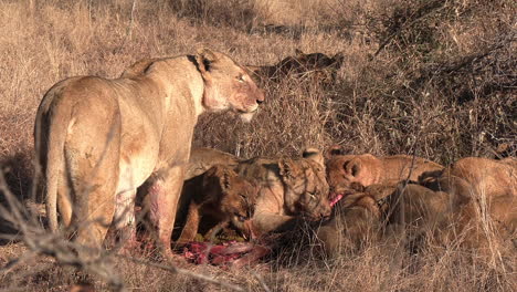A-lioness-stands-watch-over-her-cubs-as-they-feed-on-a-carcass