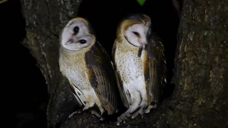 Barn-Owl,-Tyto-alba,-Thailand,-two-individuals-perched-in-between-spitting-branches-of-a-tree-during-the-night,-one-rotates-its-head-for-an-evening-calisthenics,-the-other-one-on-the-right-preens