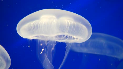 Close-up-shot-of-slowly-moving-transparent-Jellyfish-with-long-tentacles-in-blue-colored-ocean