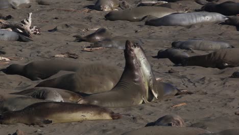Elephant-Seals-Doing-Chest-to-chest-Pushing-As-Territorial-Behavior-Big-Sur-San-Simeon,-California