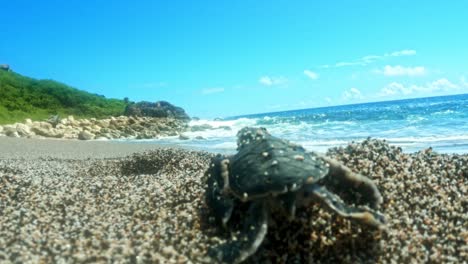 Neugeborene-Meeresschildkröten-Tauchen-Aus-Dem-Sand-Auf-Und-Kriechen-In-Richtung-Ozean