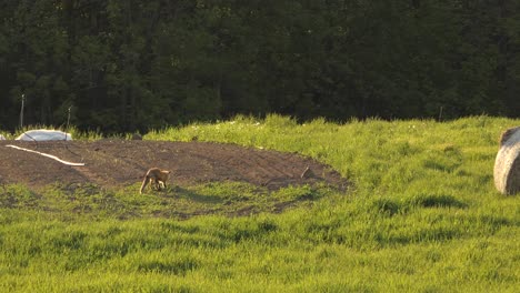 A-wild-hungry-lone-fox-digging-to-burry-kill-prey-in-the-open-grass-field-on-a-sunny-day