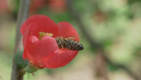 Bee-Finishing-Collection-Of-Nectar-From-Japanese-Quince-Flower,-Slow-Motion