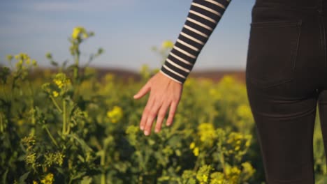 Close-up-footage-of-a-womens-hand-while-she-is-walking-through-a-flower-field