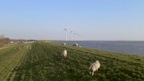 Sheep-pasture-on-Idyllic-location,-Grass-field-on-lake-Shore,-Netherlands,-Aerial-Dolly