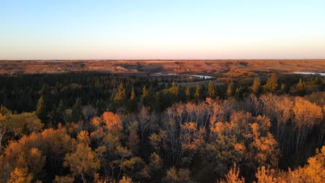 Drone-flying-forwards-revealing-a-forest-and-a-river-in-Central-Alberta-during-fall-season