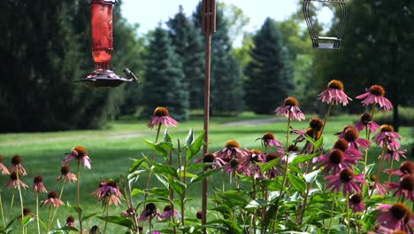 Hummingbird-sits-on-hanging-feeder-in-garden-and-flies-away,-static