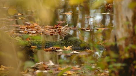 Blurry-foreground-mossy-pond-with-fallen-autumn-leaves-American-robin-walk-out-of-frame