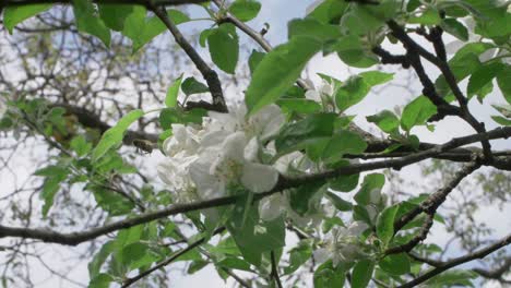 Bee-Hovering-Before-Landing-On-White-Apple-Tree-Flower,-Slow-Motion