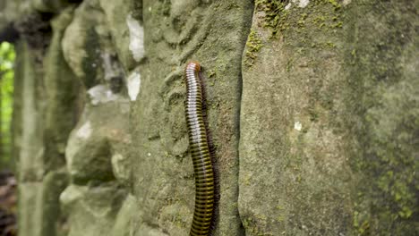 Millipede-feeding-vertically-on-ancient-carvings-in-Angkor-Wat,-Cambodia