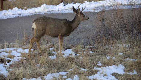 Mule-Deer-buck-in-front-of-a-road-eating-grass-then-looks-around-and-takes-a-step-forward,-Colorado
