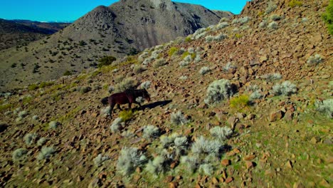 Aerial-view-Wild-horse-running-on-a-mountain-hill-in-a-desert-landscape-in-Nevada