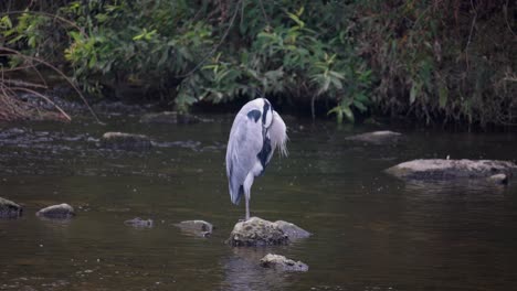 Grey-Heron-Sleeping-And-Standing-On-One-Leg-In-The-River-Stone