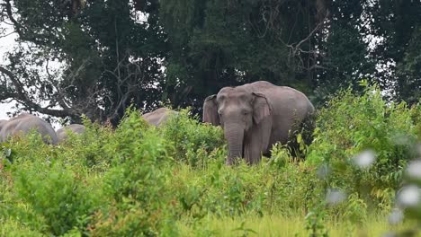 Zwischen-Hohem-Gras-Zu-Sehen,-Während-Sich-Andere-An-Einem-Windigen-Nachmittag-Im-Hintergrund-Nach-Links-Bewegen,-Indischer-Elefant,-Elephas-Maximus-Indicus,-Thailand