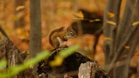 Close-up-squirrel-profile-standing-on-log-in-natural-habitat,-autumn-forest