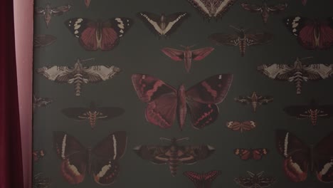 Close-up-video-of-the-black-butterflies-on-the-wallpaper