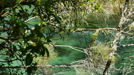 Río-Verde-Que-Fluye-Tranquilamente-Iluminado-Por-La-Luz-Del-Sol-Detrás-De-Los-árboles-Del-Bosque-En-El-Parque-Nacional-De-Nz