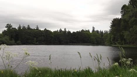 A-Peaceful-Lake-surrounded-by-Plants-and-Trees
