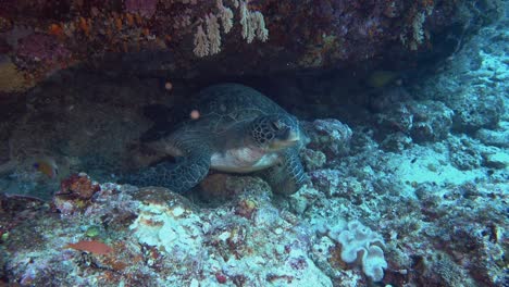 Grüne-Meeresschildkröte-Zieht-Aus