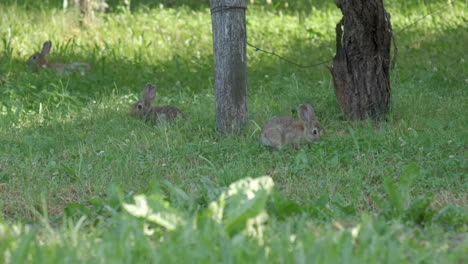 Three-Wild-European-rabbits-in-nature,-bunny-eating-grass