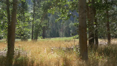 Morning-sunlight-over-meadows-at-Yosemite-National-Park,-California