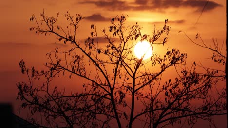 Silhouetted-Tree-Backlit-Warm-Sunset-On-Summertime