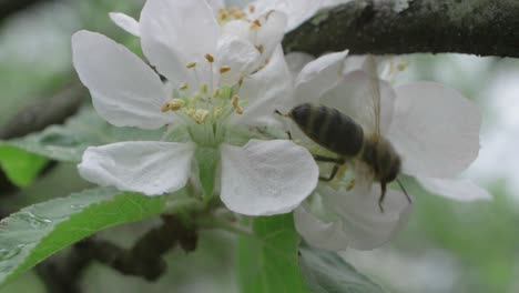 Apple-Tree-Flowers-Pollinated-By-Bee-After-The-Rain,-Slow-Motion