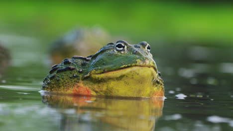 Closeup-Of-Male-African-Bullfrog-In-The-Water-During-Rainy-Season