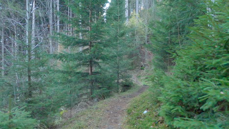 POV-Shot-Walking-on-Mountainous-Forest-Trail