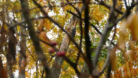 A-hidden-view-of-a-woodpecker-drumming-on-a-tree