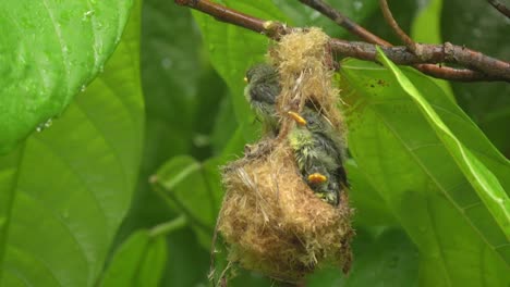 thee-orange-bellied-flowerpecker-chicks-in-a-nest-under-the-raindrops