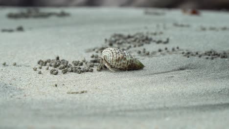 small-hermit-crab-walking-on-beach