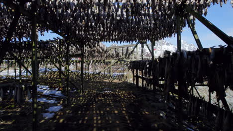 Smooth-reverse-dolly-shot-silhouettes-of-drying-fish-on-traditional-wooden-racks-with-snow-covered-mountains-in-the-background