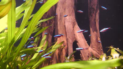 Small-glowing-group-of-neon-fish-in-clear-water-between-water-plants-lighting-during-sunny-day---slow-motion-shot