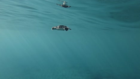 Una-Tortuga-Marina-Nadando-A-Través-Del-Océano-Cristalino