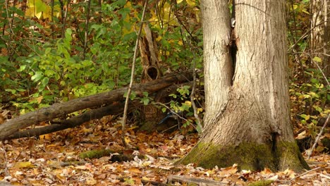 Herbstlaub-Auf-Waldlandschaft,-Blue-Jay-Vogel-Allein-Auf-Der-Suche-Nach-Nahrung---Toronto