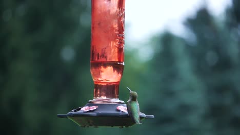 Close-view-of-small-hummingbird-sitting-on-hanging-feeder,-shallow-DOF