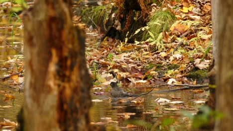Amerikanisches-Rotkehlchen,-Das-Während-Der-Herbstsaison-Auf-Feuchtgebieten-Im-Wald-Badet