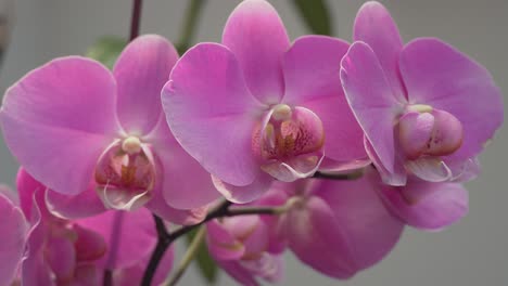 Close-up-of-beautiful-bright-pink-orchid-flowers-outdoors-in-summer