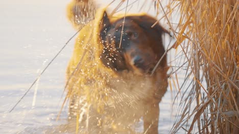 Wet-Golden-Retriever-dog-in-lake