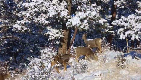 Group-of-Mule-Deer-foraging-and-grooming-on-a-snow-covered-hillside-and-forest-during-the-winter-in-Colorado