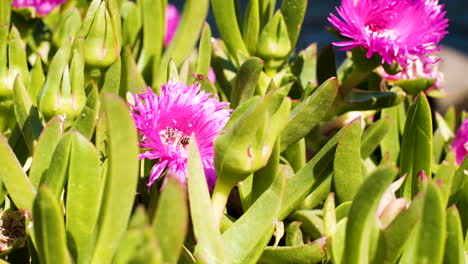 Rosa-Blüten-Der-Sauerfeigen-Sukkulente,-Die-Von-Bienen-Bestäubt-Werden,-Frühjahrssaison