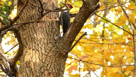 Pileated-woodpecker-feeding-from-tree-trunk-with-golden-autumn-leaves-in-background